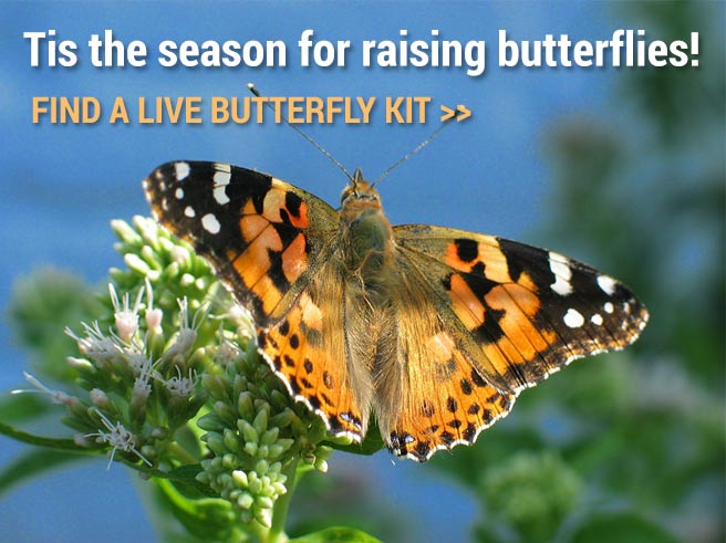 Live Butterfly Kits